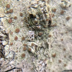 Obscuroplaca camptidia