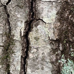 Obscuroplaca camptidia