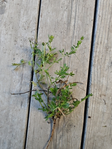 Carpet Cinquefoil