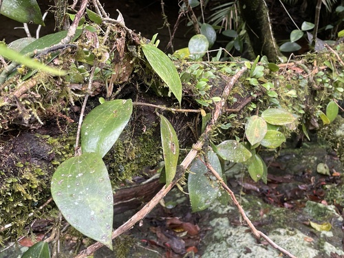 Hoya verticillata observed 2026-06-16
