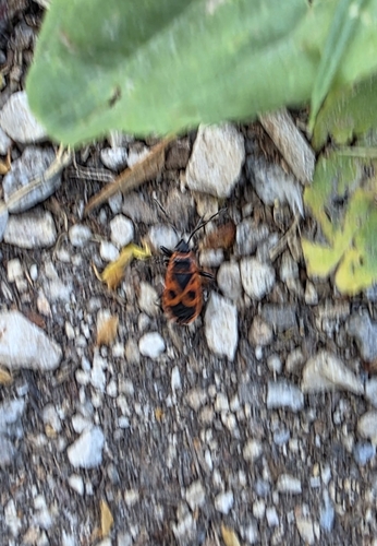 European Firebug