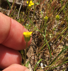 Cicendia quadrangularis