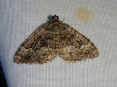 Xanthorhoe vacuaria