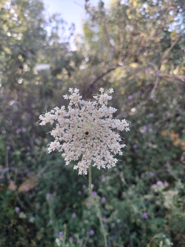 wild carrot