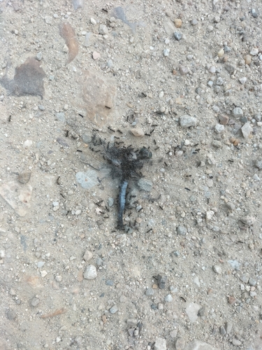 Black-tailed Skimmer