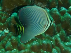 Chaetodon triangulum