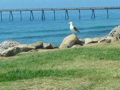 Larus occidentalis