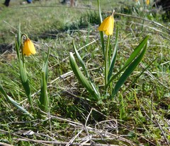 Fritillaria pudica