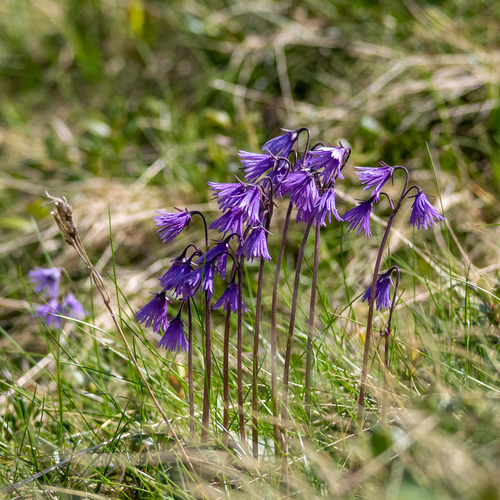 Soldanella carpatica, photograph 4