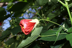 Abutilon insigne