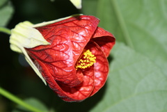 Abutilon insigne