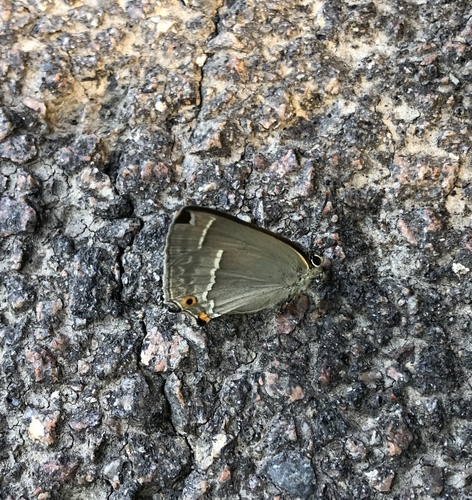 Purple hairstreak