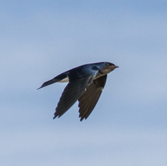 Grey-Breasted Martin photo 3