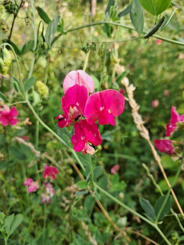 tuberous pea