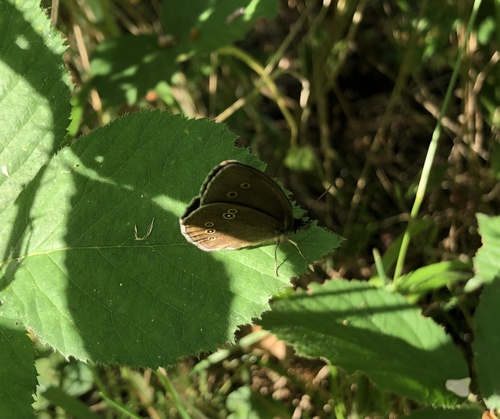 Ringlet