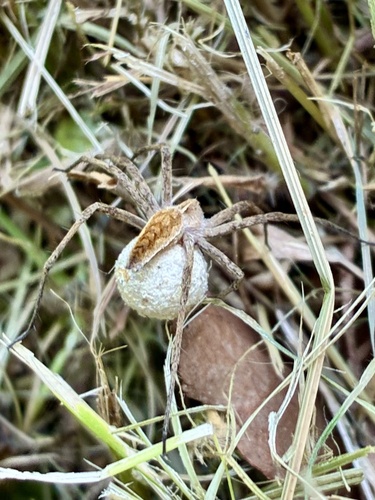 European Nursery Web spider