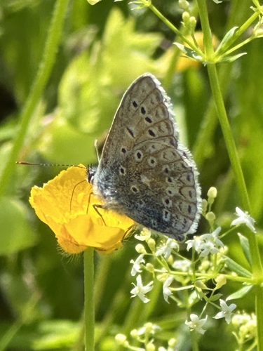 Common Blue