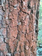 Trentepohlia umbrina