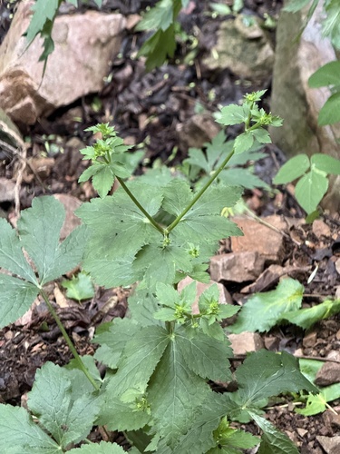 Sanicula chinensis, photograph 4