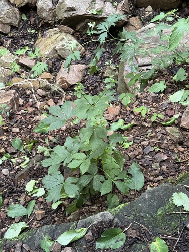 Sanicula chinensis, photograph 5