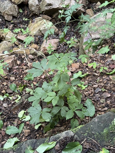 Sanicula chinensis, photograph 6