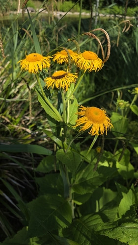 Yellow Oxeye