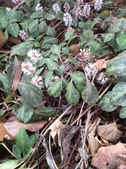 Pachysandra procumbens