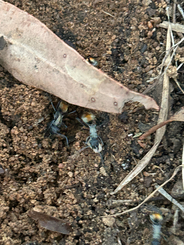 Golden-tailed Spiny Ant