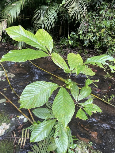 Karrabina biagiana, 2026-06-16