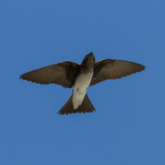 Grey-Breasted Martin photo 5