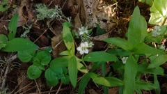 Moehringia