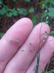 Dichanthelium consanguineum