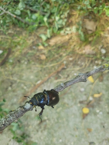 European Stag Beetle