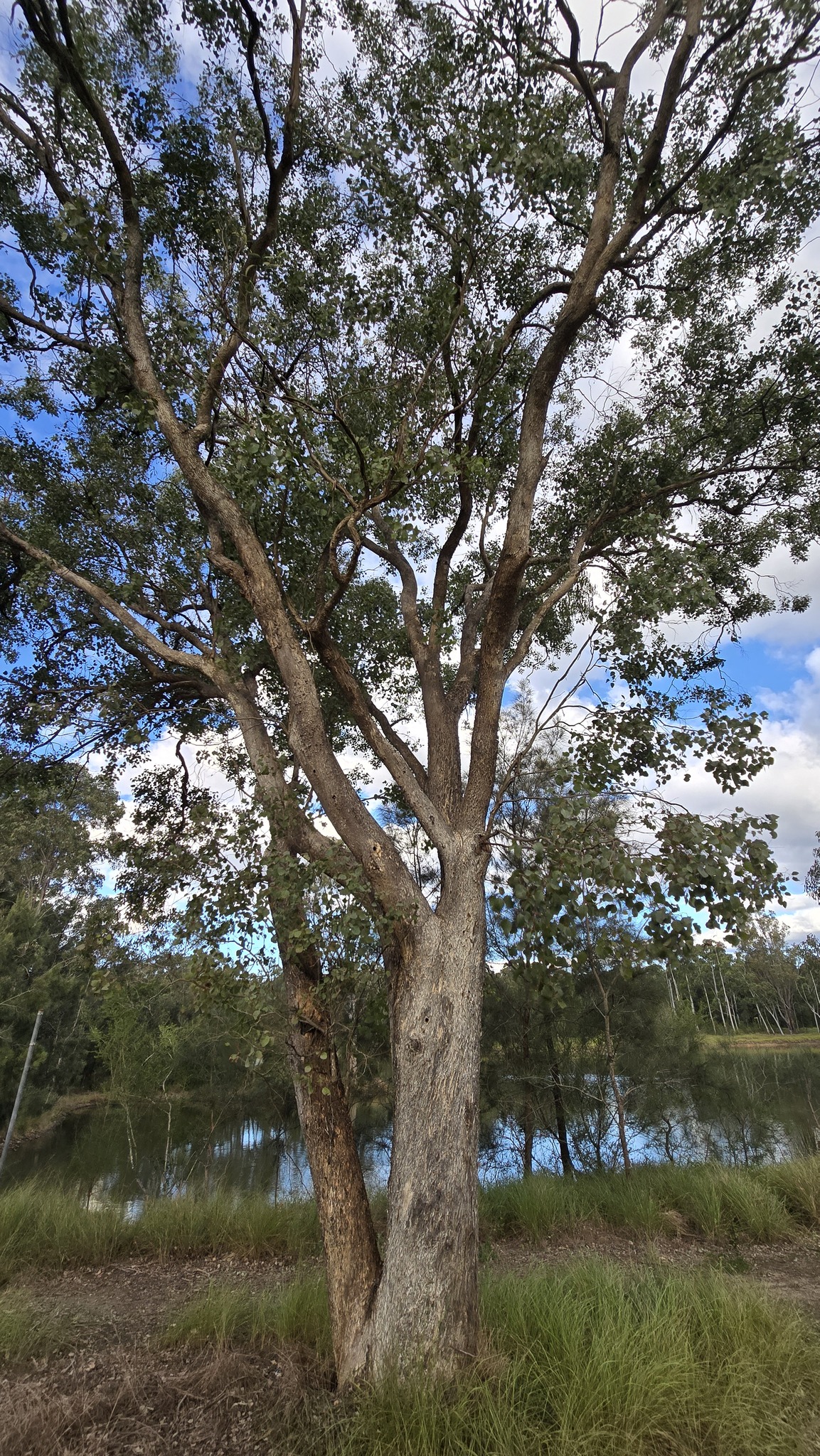 Blue Box (Eucalyptus baueriana)