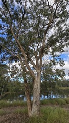 Eucalyptus baueriana, photograph (c) Petra Holland, some rights reserved (CC BY)