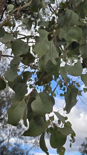 Eucalyptus baueriana, photograph 1