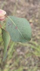 Eucalyptus baueriana, photograph (c) Petra Holland, some rights reserved (CC BY)