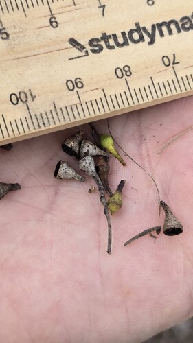 Eucalyptus baueriana, photograph 5