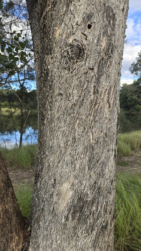 Eucalyptus baueriana, photograph 4