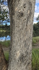 Eucalyptus baueriana, photograph (c) Petra Holland, some rights reserved (CC BY)