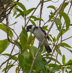 Sporophila americana