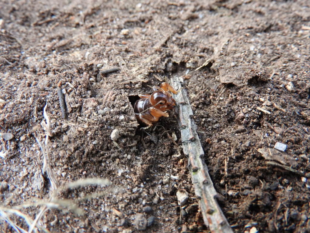 Stenopelmatus minor