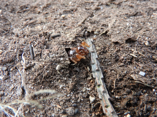 Stenopelmatus minor