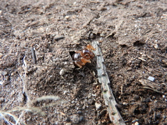 Stenopelmatus minor