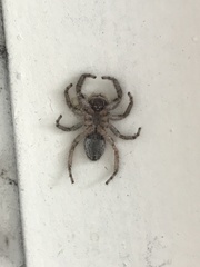 Platycryptus californicus