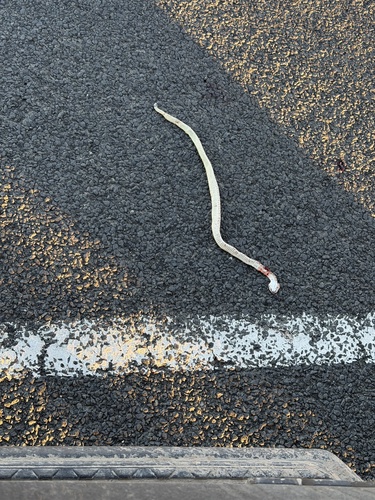Prairie Rattlesnake