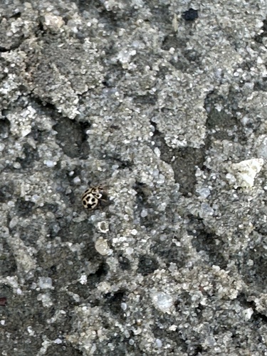 16-spot Ladybird
