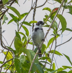 Sporophila americana