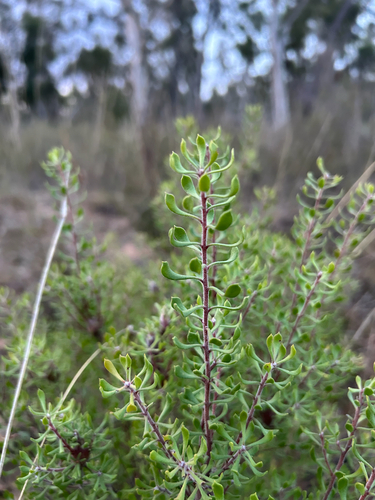 Persoonia cuspidifera