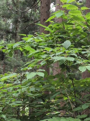 Stachyurus praecox observed 2026-06-20